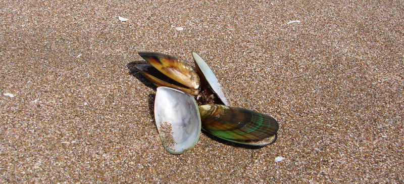 green mussel